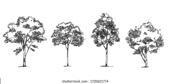 Tree sketch Side view, set of graphics trees elements , Architecture drawing