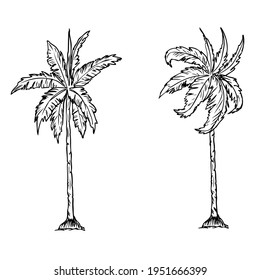 ilustración vectorial de esbozo de árbol,
aislado en fondo blanco.vista superior