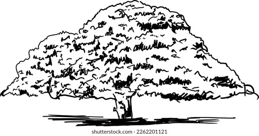 Tree Sketch vector illustrations image, you have use in your work.