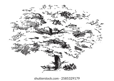 Tree Sketch vector illustrations image, you have use in your work.
