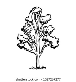 tree sketch vector isolated black on white background