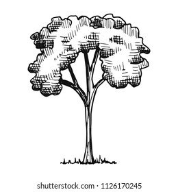 tree sketch vector isolated silhouette.