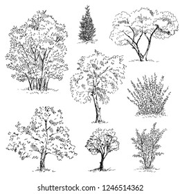 Tree sketches set. Vector illustration.