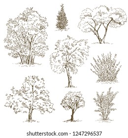 Tree sketches set. Vector illustration.