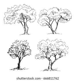 Tree sketches set. Vector illustration.