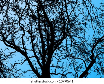 Tree and sky