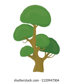
A tree with small circular leaf and branches structure is pinus bonsai  
