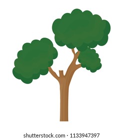 
A tree with small circular leaf and branches structure is pinus bonsai  
