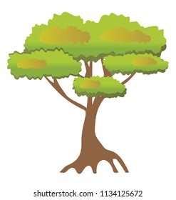 
A tree with small circular leaf and branches structure is pinus bonsai  
