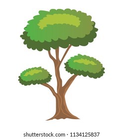 
A tree with small circular leaf and branches structure is pinus bonsai  
