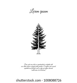 Tree spruce, larch