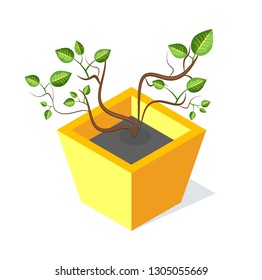 Tree in square shape flower-pot, vector green leaves isolated. Plant with stem and foliage, botanical decorative cartoon eco element on white