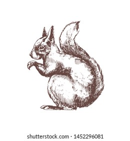 Tree squirrel hand drawn with contour lines on white background. Monochrome sketch drawing of wild forest rodent animal, arboreal species. Elegant vector illustration in antique woodcut style.