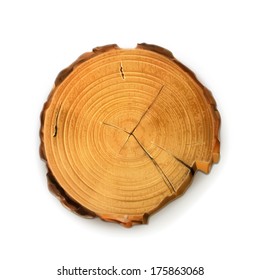 Tree stump, round cut with annual rings vector