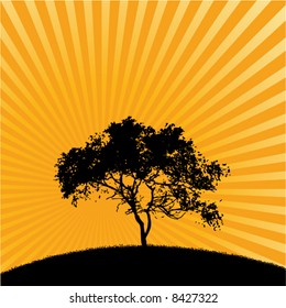 A tree at sunrise