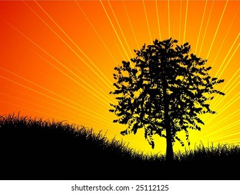 tree at sunset