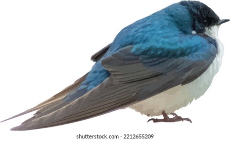 Tree Swallow (Tachycineta bicolor) Bird Cut Out and Isolated on White Background 