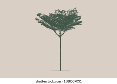 Tree (Terminalia tree) in silhouette.
The high contrast style, vector file. (Trees and background colour could be changed in vector application)