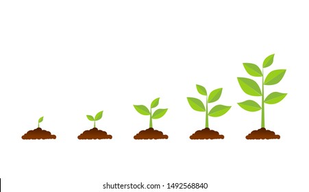 The tree that grows from seed is a big tree with green color and the seedlings grow into a big tree. Vector illustration - Shutterstock ID 1492568840
