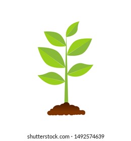 The tree that grows from seed is a big tree with green color and the seedlings grow into a big tree. Vector illustration