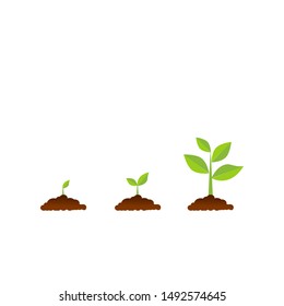 The tree that grows from seed is a big tree with green color and the seedlings grow into a big tree. Vector illustration