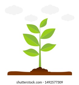 The tree that grows from seed is a big tree with green color and the seedlings grow into a big tree. Vector illustration