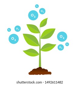 The tree that grows from seed is a big tree with green color and the seedlings grow into a big tree. Oxygen release illustration