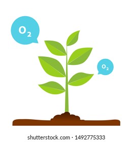 The tree that grows from seed is a big tree with green color and the seedlings grow into a big tree. Oxygen release illustration