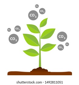 The tree that grows from seed is a big tree with green color and the seedlings grow into a big tree. Carbon dioxide illustrations