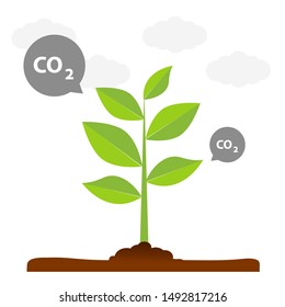 The tree that grows from seed is a big tree with green color and the seedlings grow into a big tree. Carbon dioxide illustrations