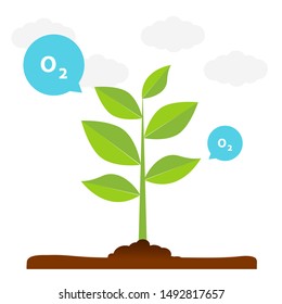 The tree that grows from seed is a big tree with green color and the seedlings grow into a big tree. Oxygen release illustration