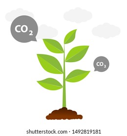 The tree that grows from seed is a big tree with green color and the seedlings grow into a big tree. Carbon dioxide illustrations