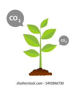The tree that grows from seed is a big tree with green color and the seedlings grow into a big tree. Carbon dioxide illustrations