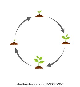 The tree that grows from seed is a big tree with green color and the seedlings grow into a big tree. Vector illustration