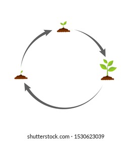 The tree that grows from seed is a big tree with green color and the seedlings grow into a big tree. Vector illustration