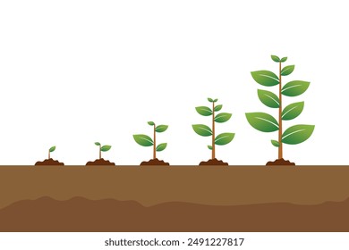 The tree that grows from seed is a big tree with green color and the seedlings grow into a big tree. Vector illustration