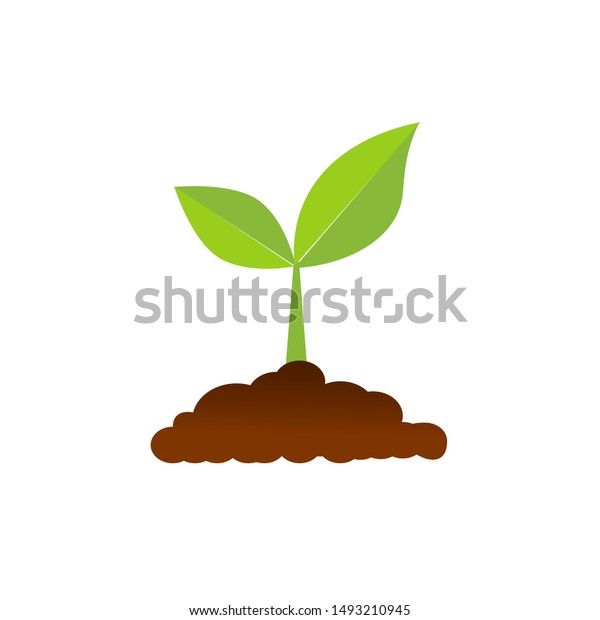 種から育つ木は緑色の大木で 苗は大木に成長する ベクターイラスト のベクター画像素材 ロイヤリティフリー