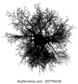 tree top leafless detailed silhouette