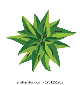 Tree top view. Easy to use in your landscape design projects plant of the crown of natural. Nature green spaces.