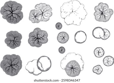 Tree Top View Vector Illustration on White Background.