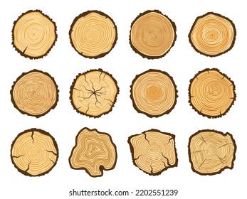 Sección transversal del tronco del árbol. Leñones de pino redondo, círculo de madera forestal y anillos de árboles ilustrados vectoriales de sección árbol natural de madera