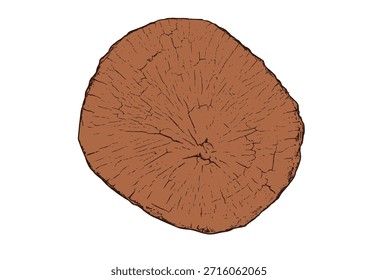 Sección transversal del tronco del árbol con anillos de madera y grano natural. Ilustración de tocón de corte circular, líneas radiales de crecimiento y textura orgánica. Patrón de fondo para diseño rústico, material de carpintería Vector.