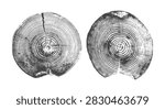 Tree trunk cross-section revealing circular growth rings and natural wood grain texture set vector illustration. Abstract vector pattern showing annual layers of bark and wooden texture vintage style.