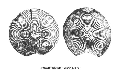 Tree trunk cross-section revealing circular growth rings and natural wood grain texture set vector illustration. Abstract vector pattern showing annual layers of bark and wooden texture vintage style.