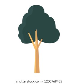 tree trunk foliage nature white background