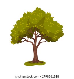 Tree with Trunk and Lush Crown or Foliage as Forest Element Vector Illustration
