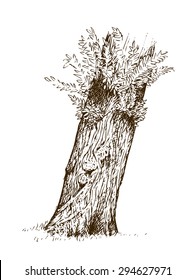 Tree trunk vintage engraving style illustration. Hand drawn, vector traced.