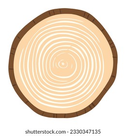 Tree trunk wood ring. Tree trunk cross section. wood slice cut isolated on white background.
