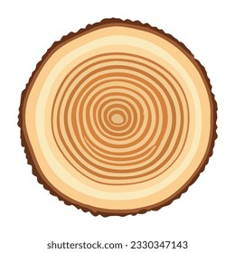 Tree trunk wood ring. Tree trunk cross section. wood slice cut isolated on white background.