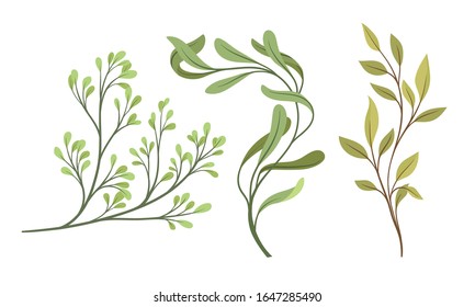 Tree Twigs and Branches with Green Leaves Vector Set